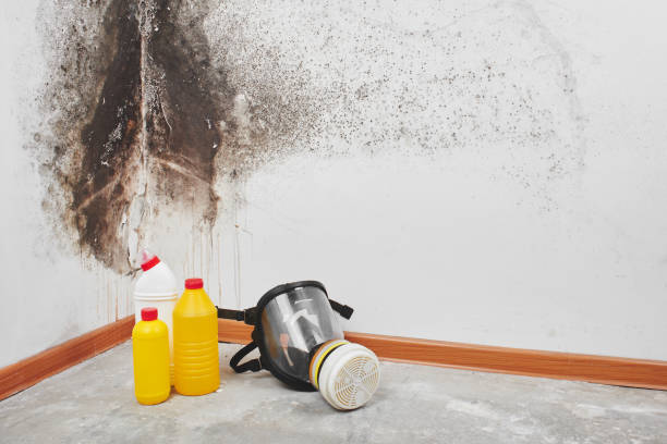 Home Mold Removal in Gunnison, UT