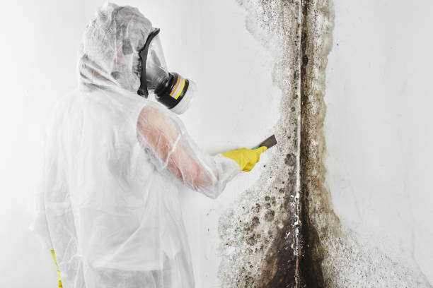 Best Best Mold Removal Companies  in Gunnison, UT