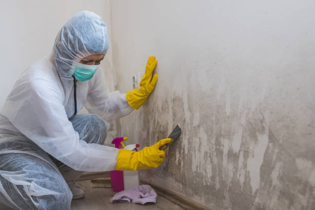 Mold Removal and Inspection in Gunnison, UT