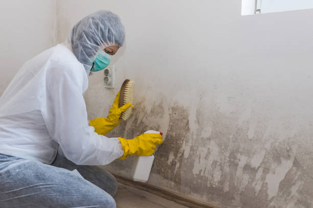 Best Professional Mold Removal  in Gunnison, UT