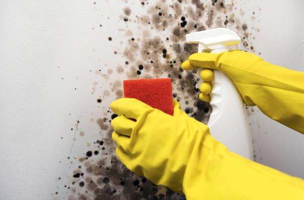 Best Mold Testing  in Gunnison, UT