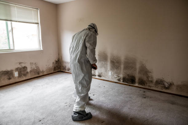 Best Certified Mold Removal  in Gunnison, UT