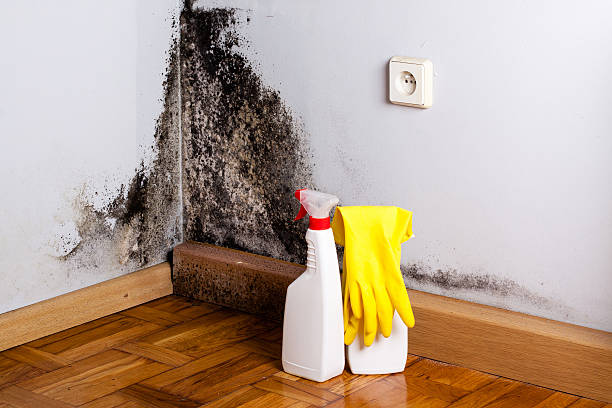 Best Mold Removal and Inspection  in Gunnison, UT