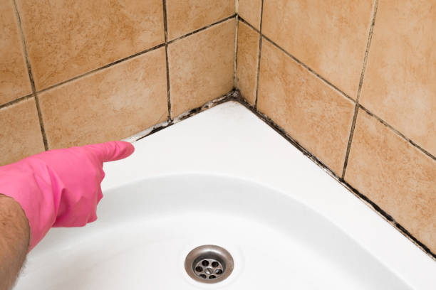 Best Mold Damage Repair  in Gunnison, UT